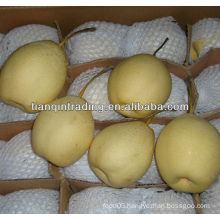 new crop Ya pear